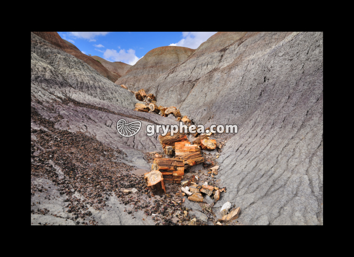 Tronc d'Araucaria silicifié (Petrified forest, USA) - gryphea.com